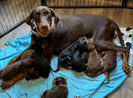 Doberman puppy&rsquo;s