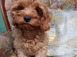 Cavapoo male puppy