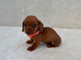 Dachshund puppies 3 boys 3 girls