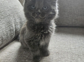 Two male kittens