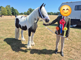 Perfect family gelding