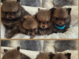 Four beautiful pomeranian puppies