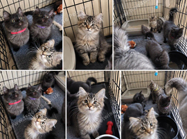 6 maincoon maybe cross ragdoll