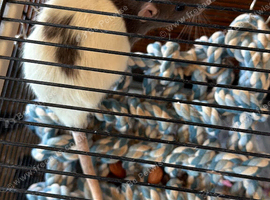 X2 female rats