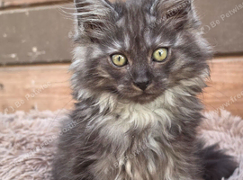 Maine Doll kittens Maine Coon x Ragdoll