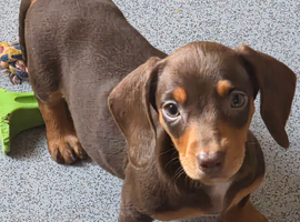 Amazing choc and tan miniature dachshund