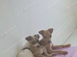 Italian greyhound puppy for sale