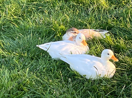 Call ducks available 6 - 8 weeks old
