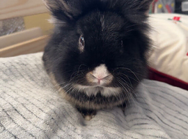 Lionhead rabbit