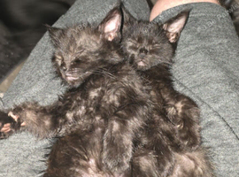 8 week old