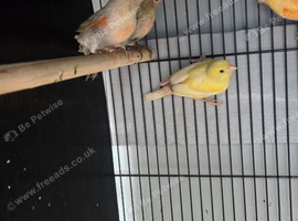Canaries