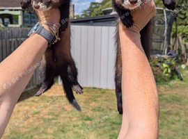 Ferret/eu polecat hobs 10 weeks old