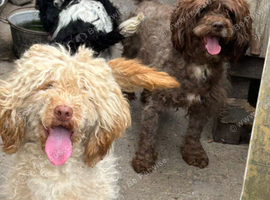 Apricot cockapoo Bitch