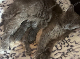 British shorthair cross kittens