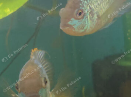 Electric blue acara breeding pair