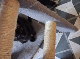 Kitten  in need of new home