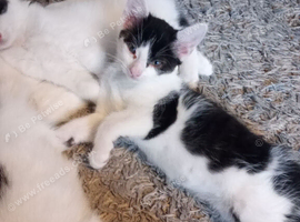 Kittens 10weeks