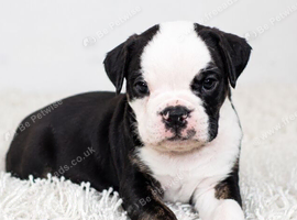 New English Bulldogs puppies