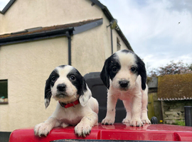 Sprocker Spaniel Puppies &ndash; Working Bloodlines
