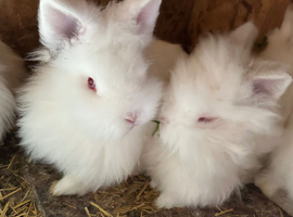 Lionhead bunnies