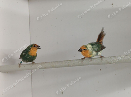 DNA pied sea green parrot finches for sale