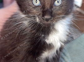 4 Beautiful Kittens looking for their forever home