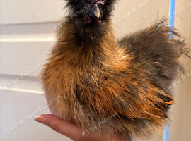 Silkie cockerels free to good home