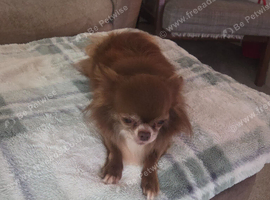 Chihuahua STUD dog -long hair chocolate