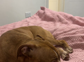 Dog