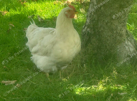 Laying Hens