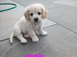 Cavachon puppies