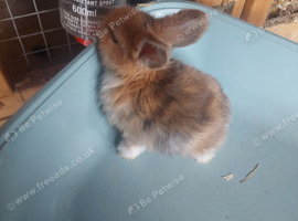 Baby mini lops