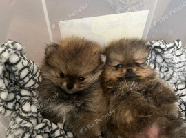 Pomeranian puppy's