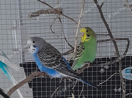 Young budgies