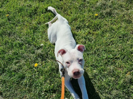 Bullseye 7 months old