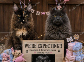 Maine coon kittens.