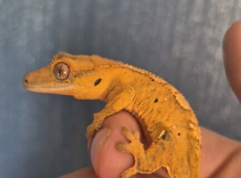 baby Crested gecko full setup