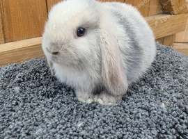 Baby rabbits available to reserve