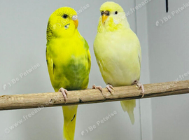 Budgies