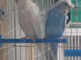 2 pair proven helicopter budgies