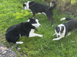 Floss failed sheep dog
