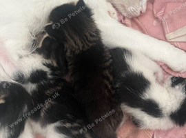 4 beautiful kittens