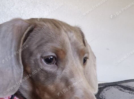 Chocolate & tan miniature Dachshund girl