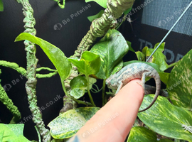 Panther chameleon