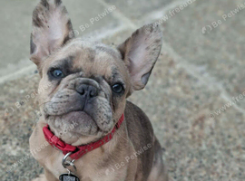 Tia the frenchie