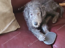 6 months old Bedlington terrier boy