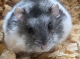 Dwarf hamster with cage