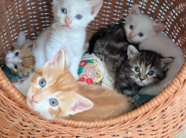 4 kittens ready to for their forever home in 1 week
