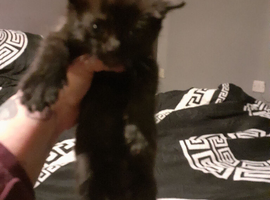 Boy kitten