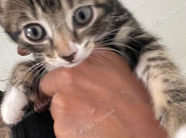 Beautiful female kitten ready to go